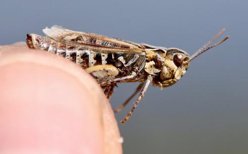 Myrmeleotettix maculatus maculatus